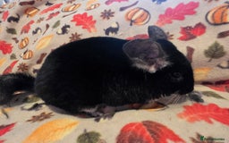 Chinchilla rodents for sale: Captain Jack Sparrow  - Image 12