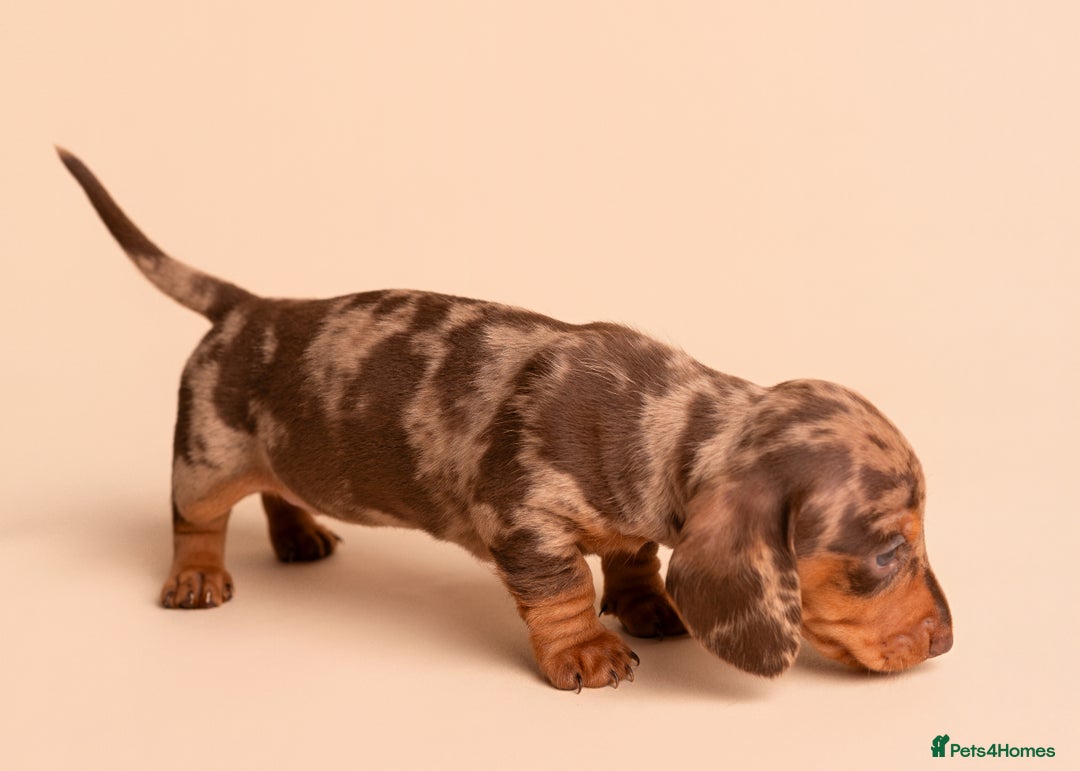Miniature Dachshund dogs for sale: 🏆Champion KC Mini Dachshunds 0.4% COI 👌🏻 - Image 16