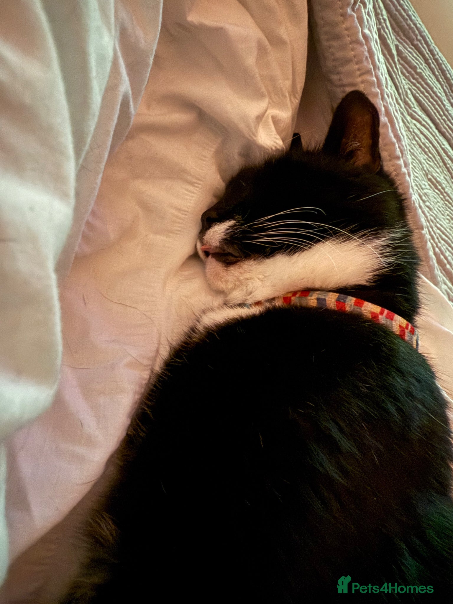 Mixed Breed cats Two older gentleman looking for a lap to sleep on - Advert 4