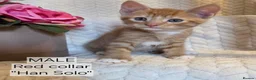 Mixed Breed cats for sale: Beautiful 1/4 maine coon kittens. - Advert 7