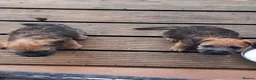 Border Terrier dogs for sale: Border terrior puppies  - Advert 5