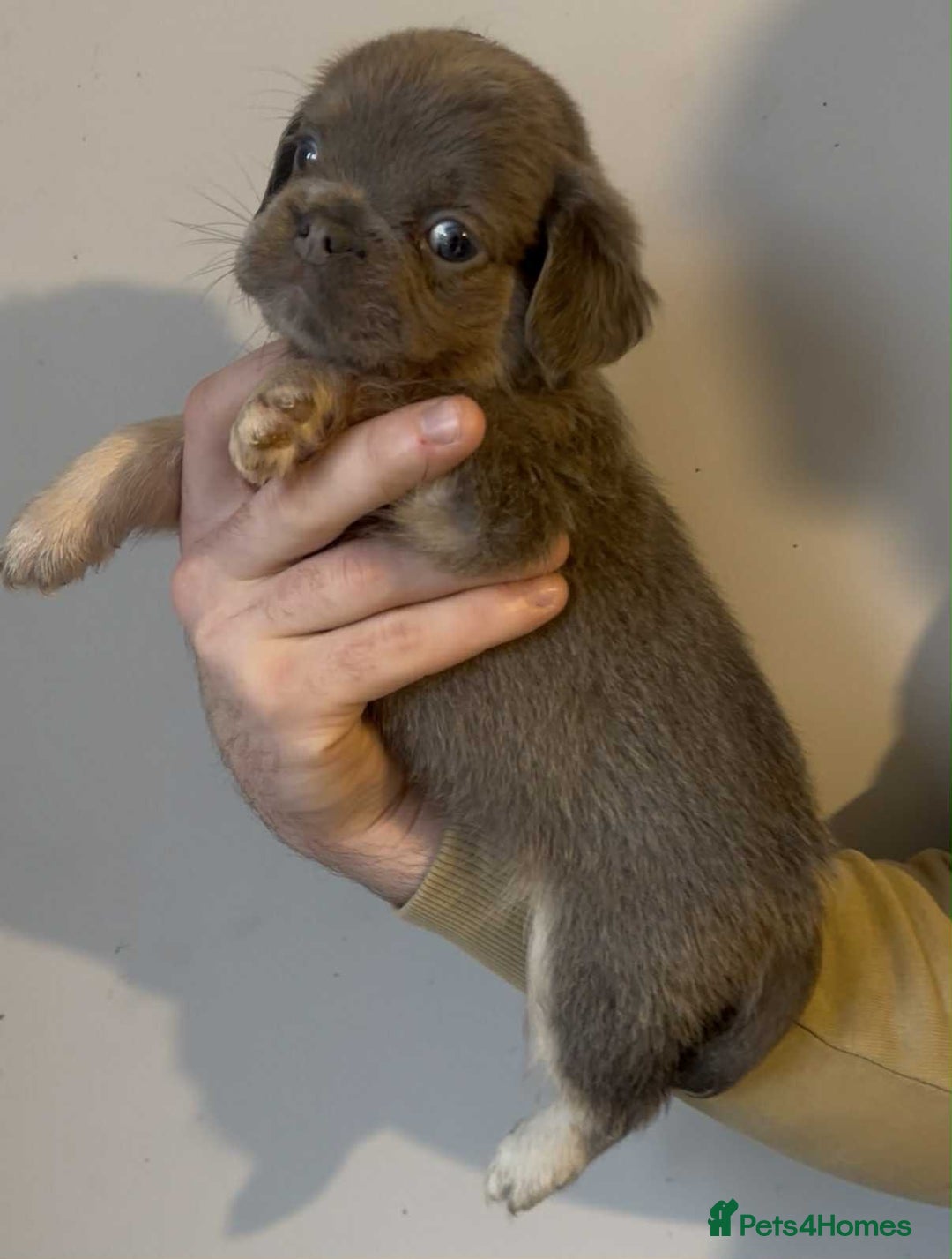 French Bulldog dogs for sale: French Bulldog Puppies READY NOW - Advert 9