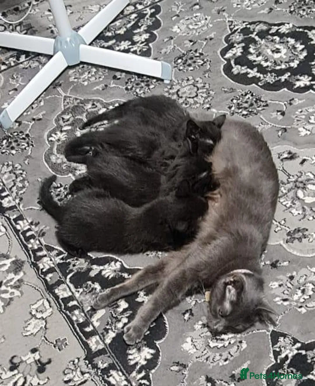 Mixed Breed cats for sale: A beautiful litter of 4 kittens - Advert 2