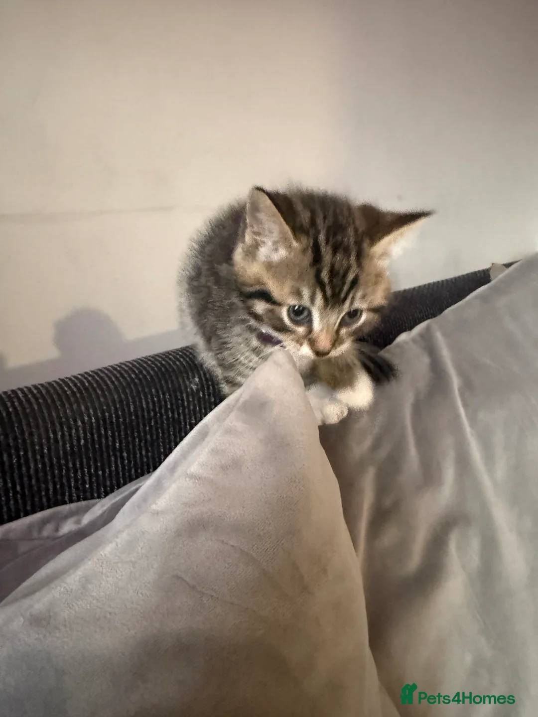 British Shorthair cats for sale: UNIQUE BRITISH SHORT HAIRS  - Advert 17