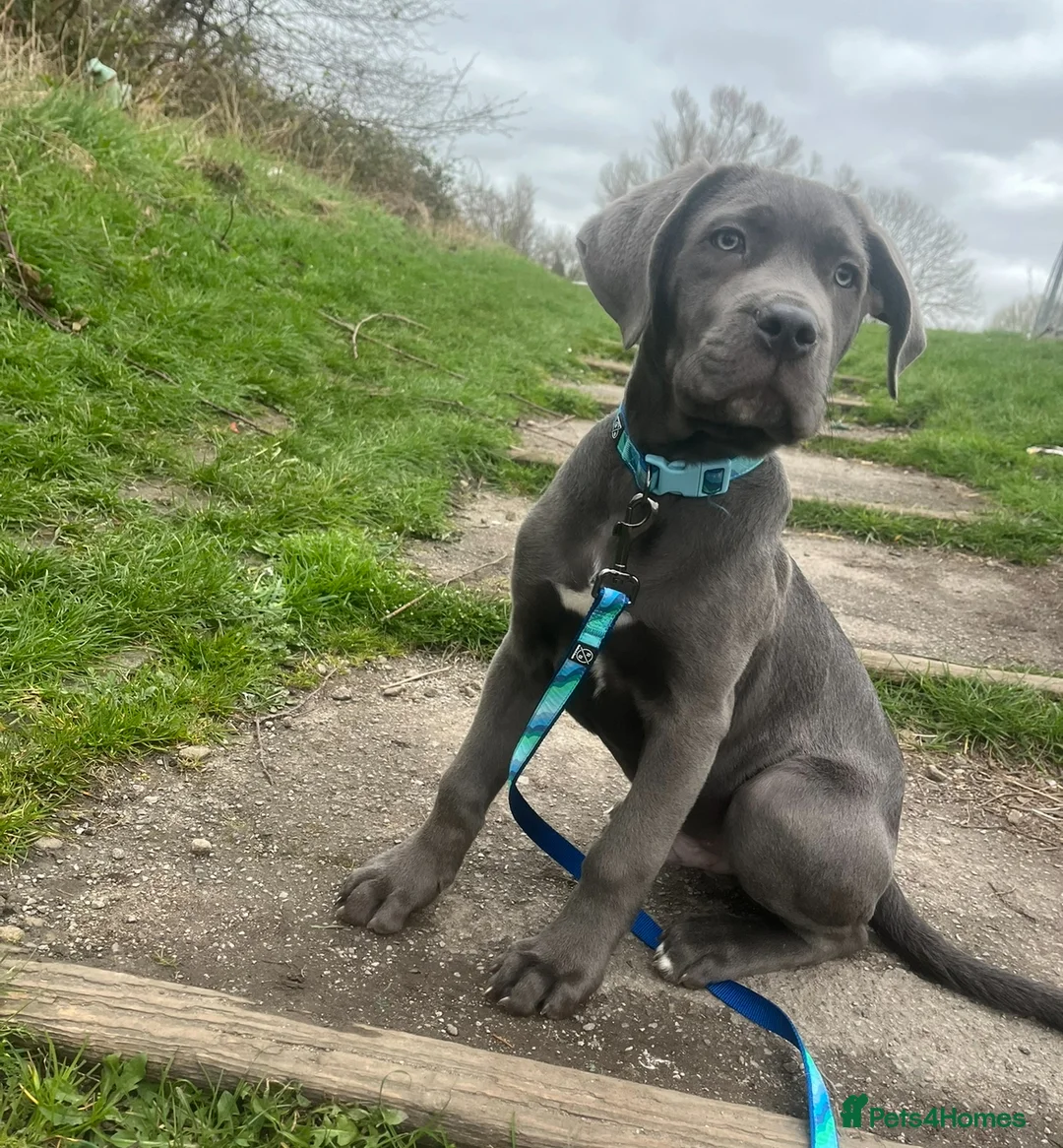 Cane Corso dogs for sale: ROME ,Male cane corso - Advert 1