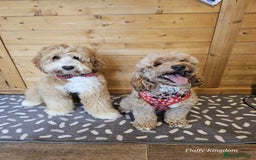 Labradoodle dogs for sale: Waiting List Mini and Medium Doodles - Image 25