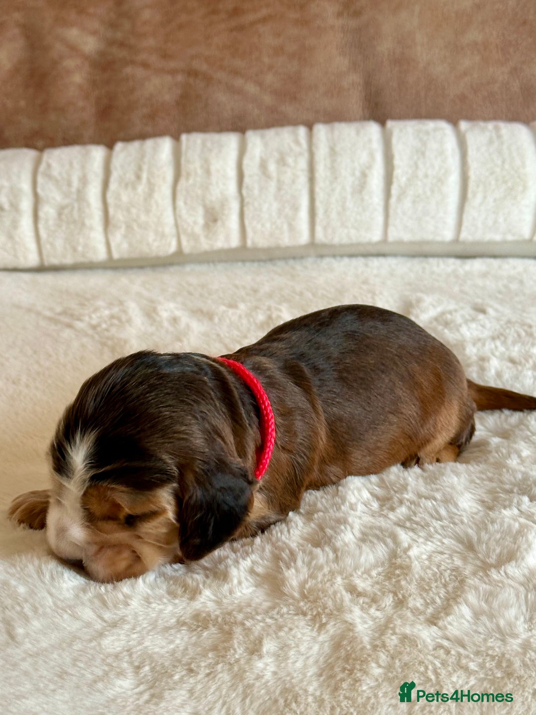 Cocker Spaniel dogs for sale: Extensively Health Tested KC Reg Puppies  - Advert 13