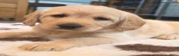 Labradoodle dogs for sale: DNA Health screened Miniature Labradoodles  - Advert 24