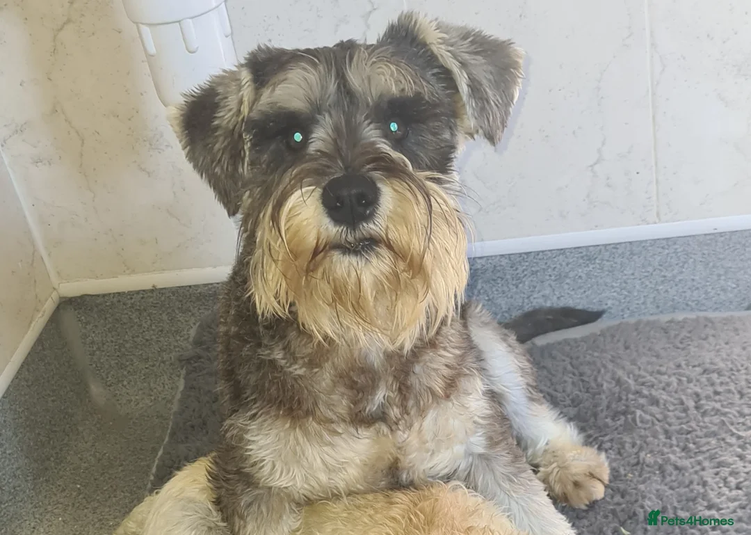 Miniature Schnauzer dogs for stud: PROVEN KC Miniature schnauzer stud  in Edinburgh - Advert 4