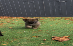 German Shepherd dogs for sale: German Shepherd Puppies, Ready to leave next week - Image 17