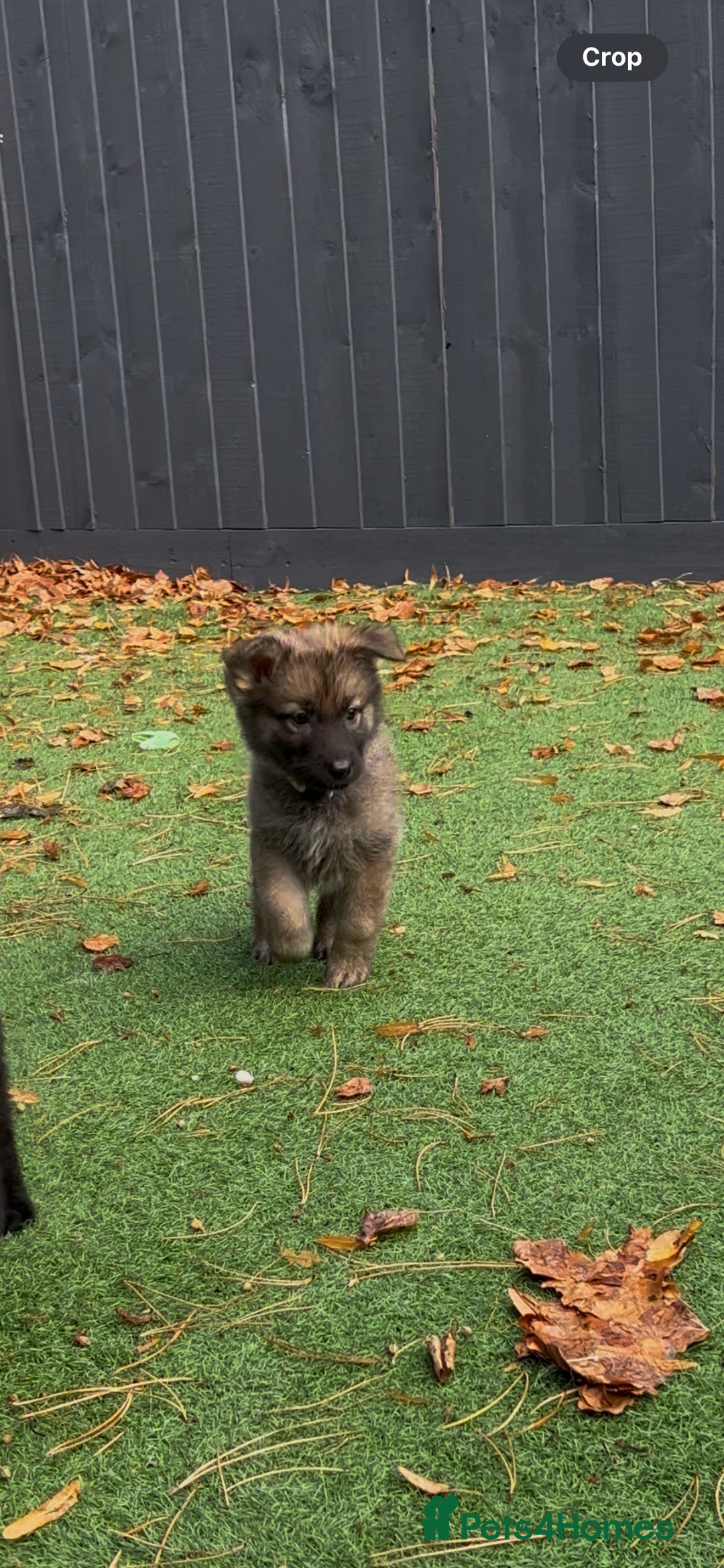 German Shepherd dogs for sale: German Shepherd Puppies, Ready to leave next week - Image 17