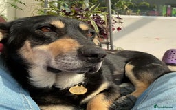 Mixed Breed dogs for adoption: 🐾 RODNEY (Roddy) Foster or Adopt - Image 1