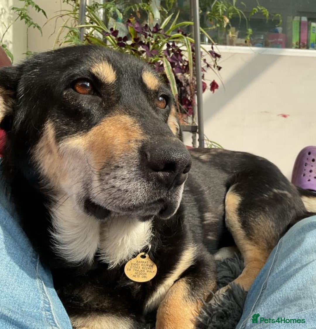 Mixed Breed dogs for adoption: 🐾 RODNEY (Roddy) Foster or Adopt - Image 1
