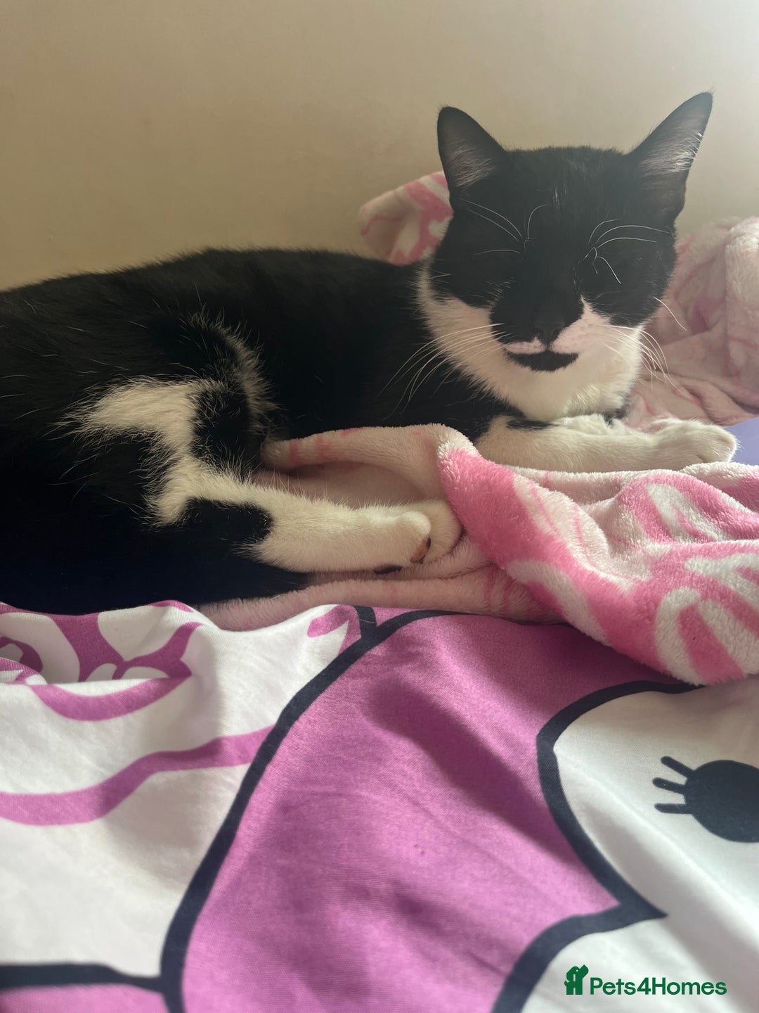 Mixed Breed cats for sale: Beautiful one year old male Free!  - Image 2