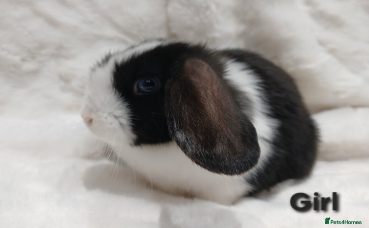 Mini Lop rabbits Adorable Baby Minilops Mixed. Free local delivery. - Advert 12