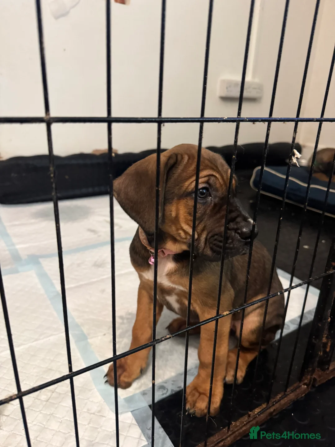 Cane Corso dogs for sale: Ready to go Thursday 2boys 1girl cane Corso pups - Advert 10