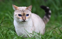 Bengal cats for sale: Rare Blue-eyed Snow Bengal female cat - Image 2