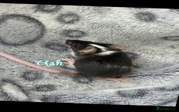 Mouse rodents for sale: Pet fancy mice babies  in Honiton - Image 8