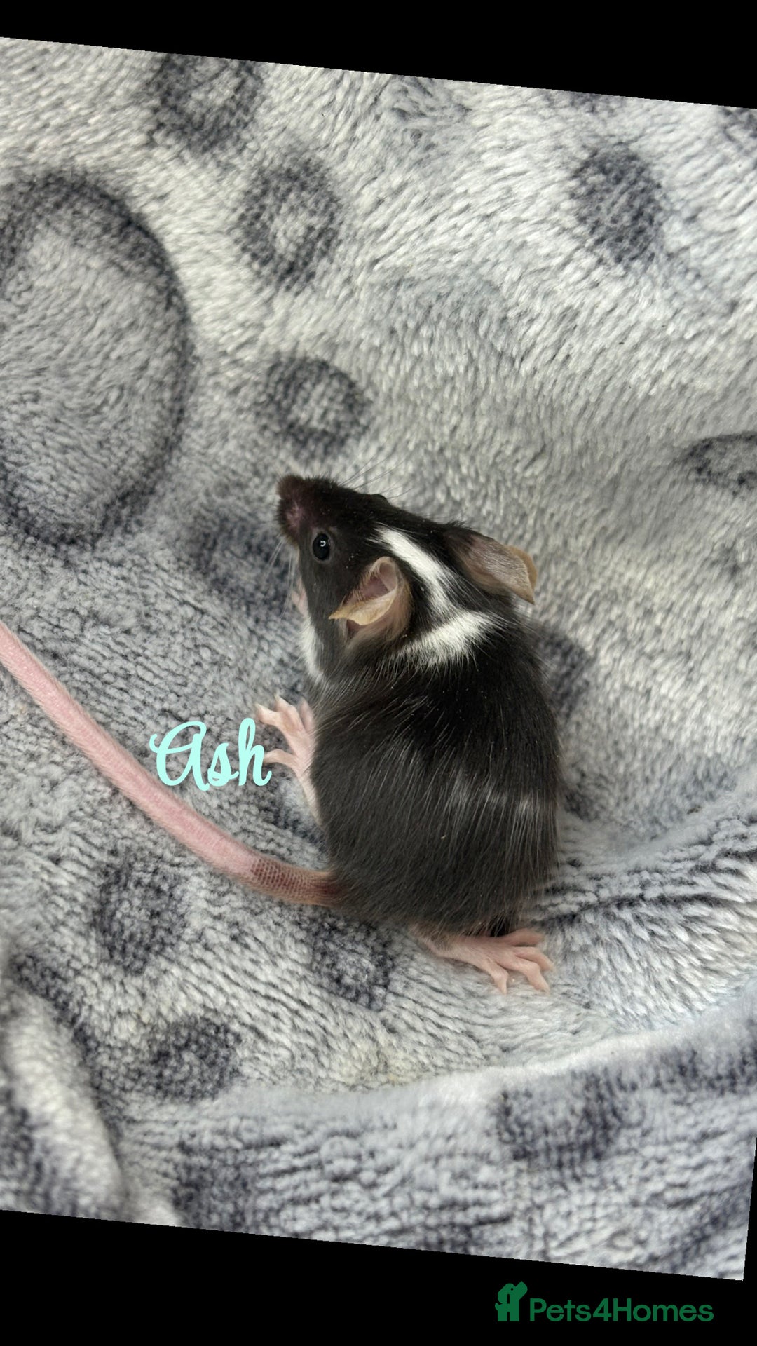 Mouse rodents for sale: Pet fancy mice babies  in Honiton - Image 8