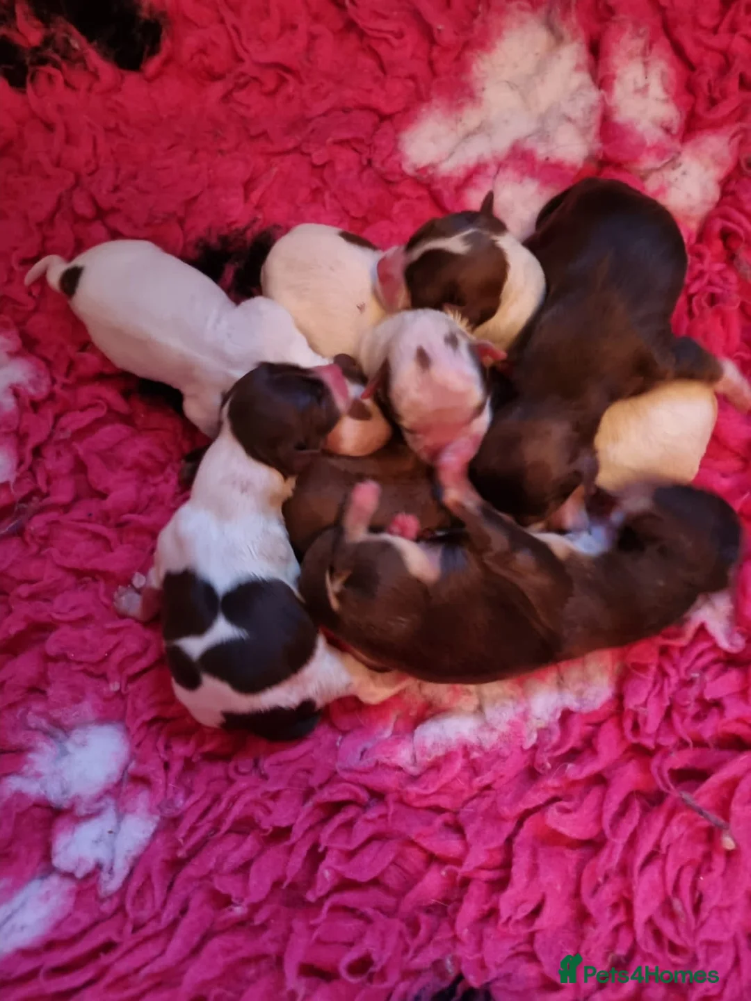 Chihuahua dogs for stud: Lilac and tan Russian import stud dog DNA tested in Rotherham - Advert 35