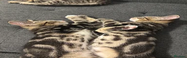 Mixed Breed Kitten 2