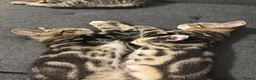 Mixed Breed cats for sale: tabby kitten for Adoption - Advert 13