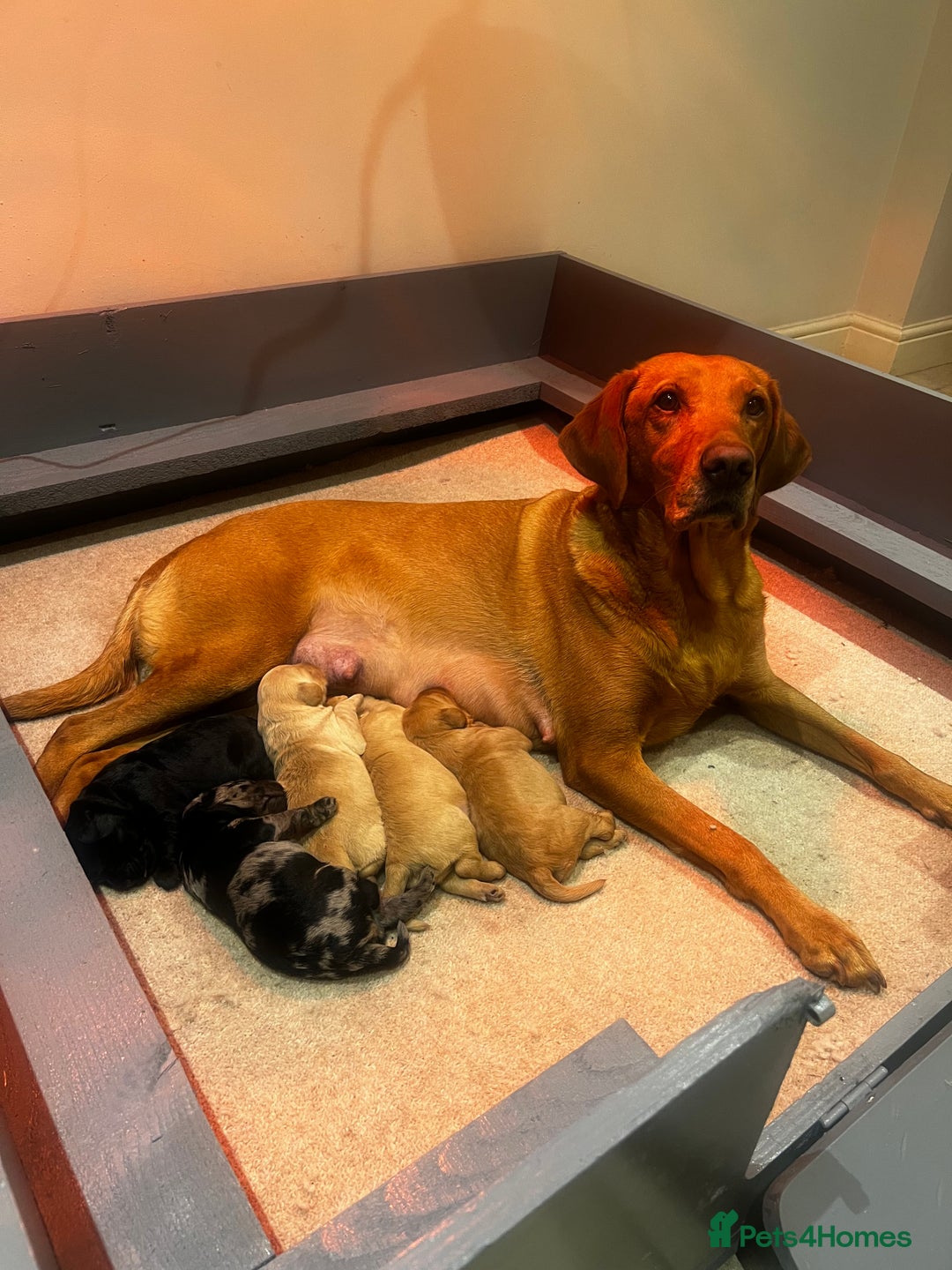 Labradoodle dogs for sale: Miniature Labradoodles - Image 1