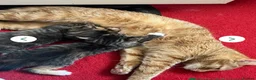 Mixed Breed cats for sale: 2 tabby kittens  - Advert 3