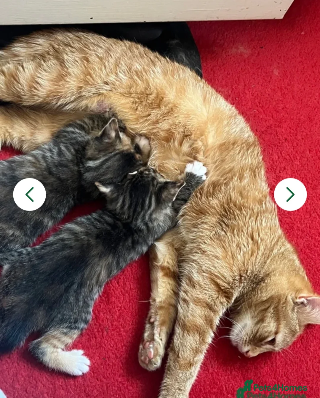 Mixed Breed cats for sale: 2 tabby kittens  - Advert 3