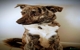 Mixed Breed dogs for adoption: Benji  - Advert 12