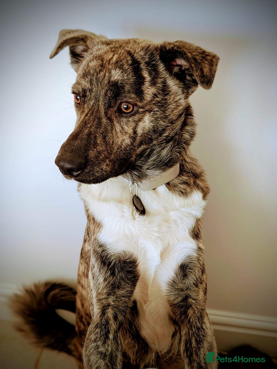 Mixed Breed dogs for adoption: Benji  - Advert 12