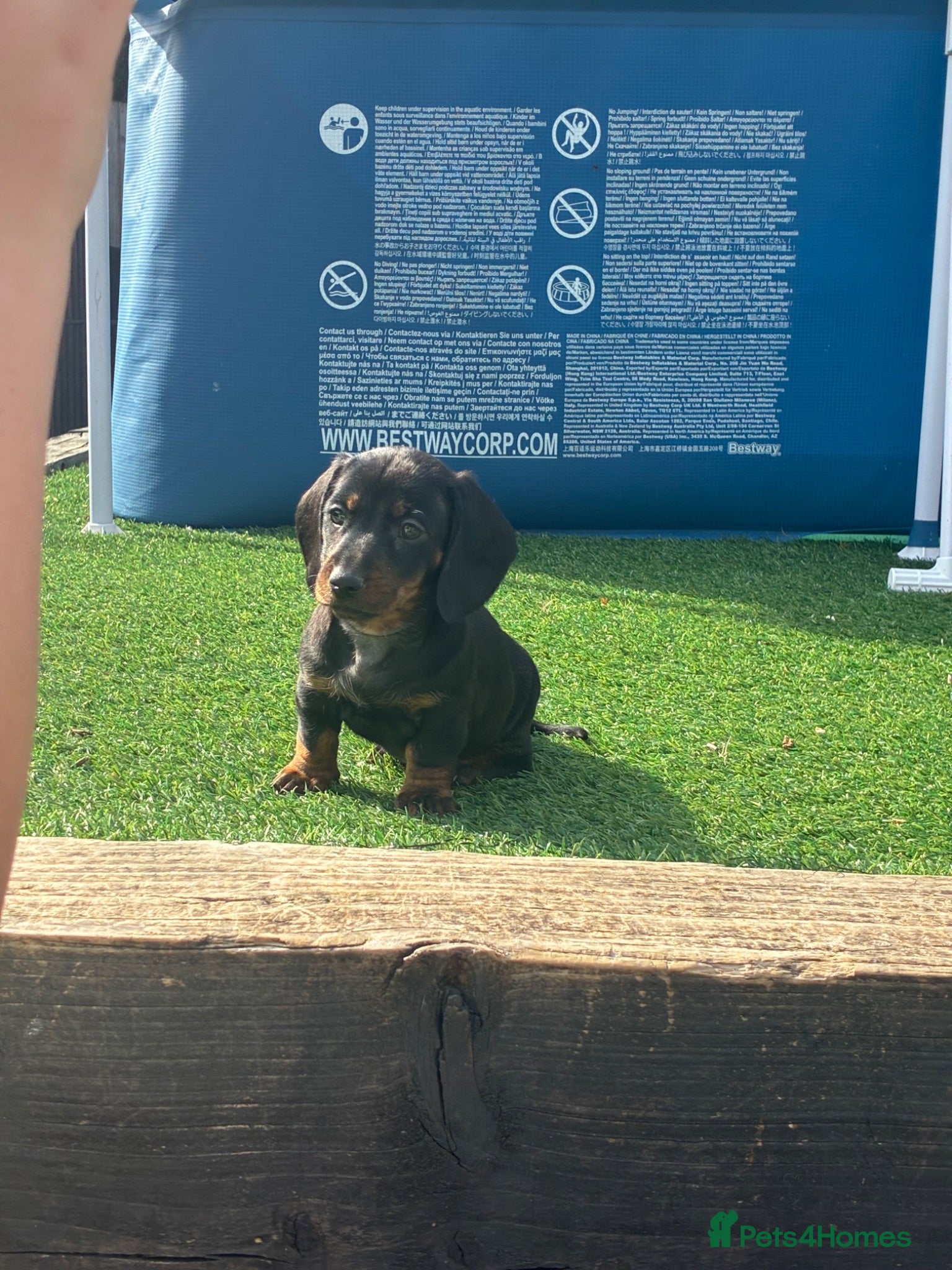 Miniature Dachshund dogs Miniature dachshund ✨£800 outstanding quality ..  - Advert 14
