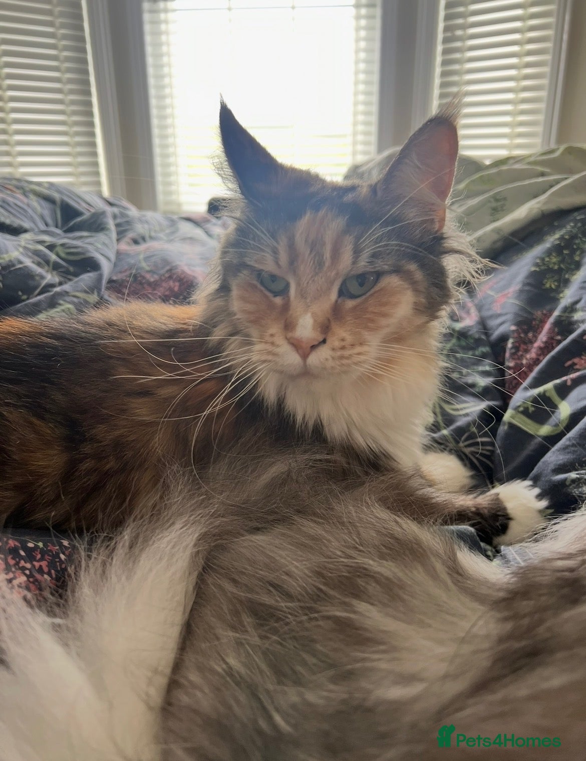 Maine Coon cats Retiring Queen  - Advert 1