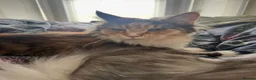 Maine Coon cats for sale: Retiring Queen  - Advert 1