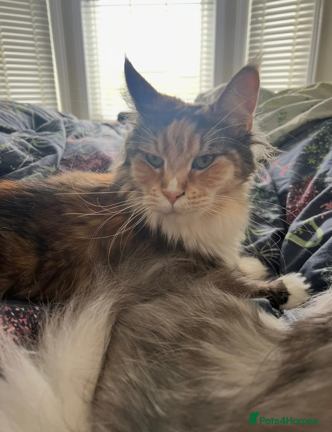 Maine Coon cats for sale: Retiring Queen  - Advert 1