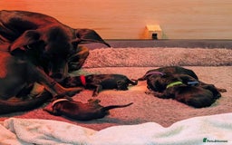 Dobermann dogs for sale: #ShadowdairDobermans #Pregnancy#DobermanLove - Image 19
