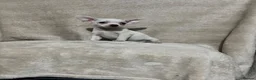 Chihuahua dogs for sale: Chihuahua puppy’s  - Advert 9