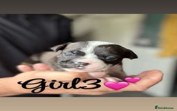 Mixed Breed dogs for sale: Puppies  - Image 7