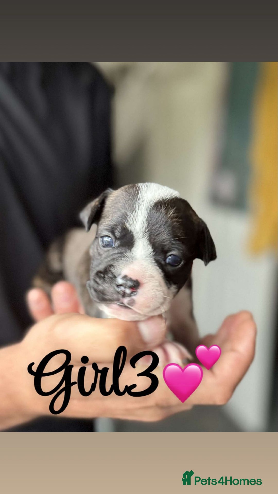 Mixed Breed dogs for sale: Puppies  - Image 7