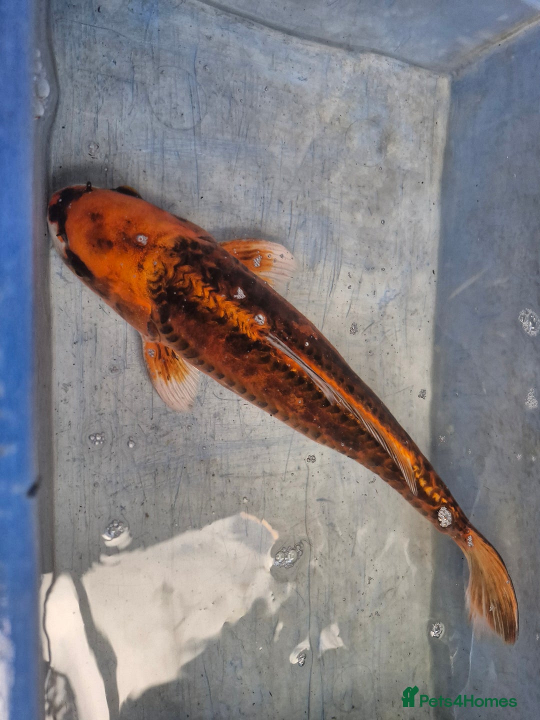 Koi Carp fish for sale: Koi carp various sizes - Advert 8