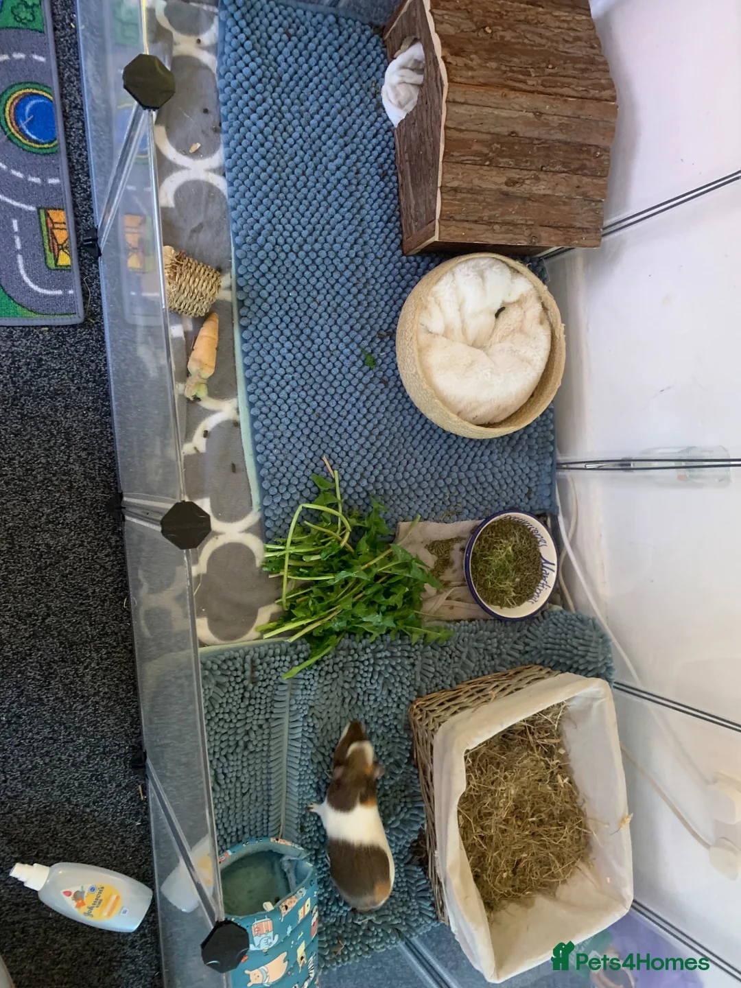 Guinea Pig rodents for sale: Make guinea pig  - Advert 1