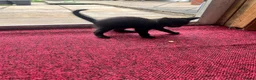 Mixed Breed cats for sale: Gorgeous kittens for sale - Advert 6