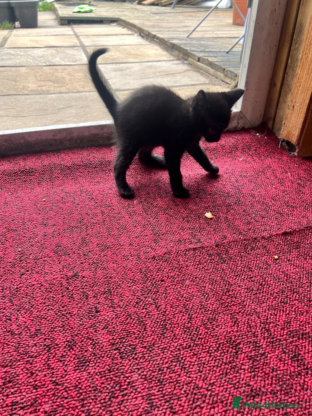 Mixed Breed cats for sale: Gorgeous kittens for sale - Advert 6