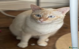 Siamese cats for sale: Ariel - Rescue Siamese - Image 22