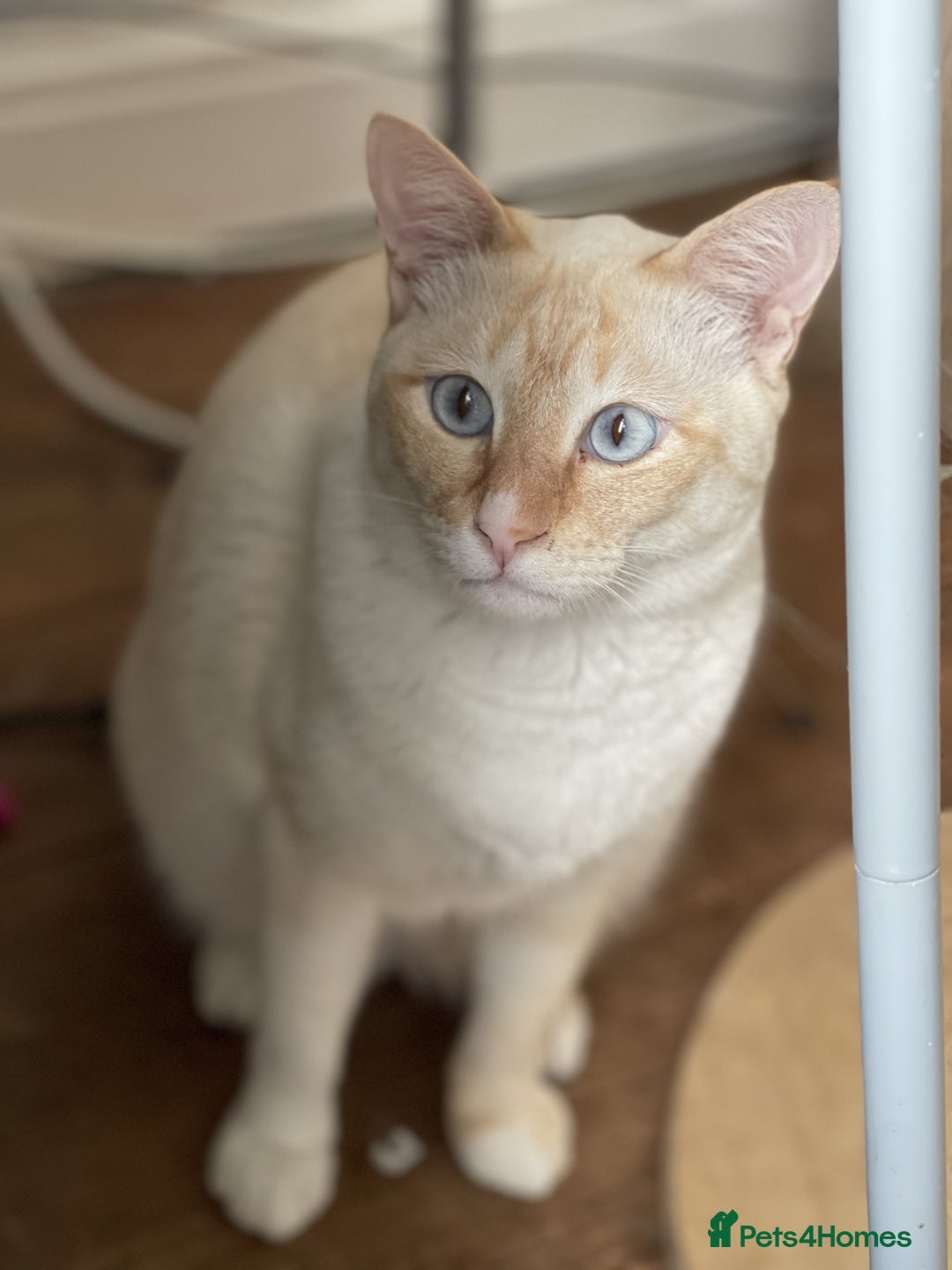 Siamese cats for sale: Ariel - Rescue Siamese - Image 22