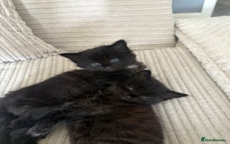 Turkish Angora cats for sale: 2 Beautiful Turkish Angora X Persian Kittens - Image 8