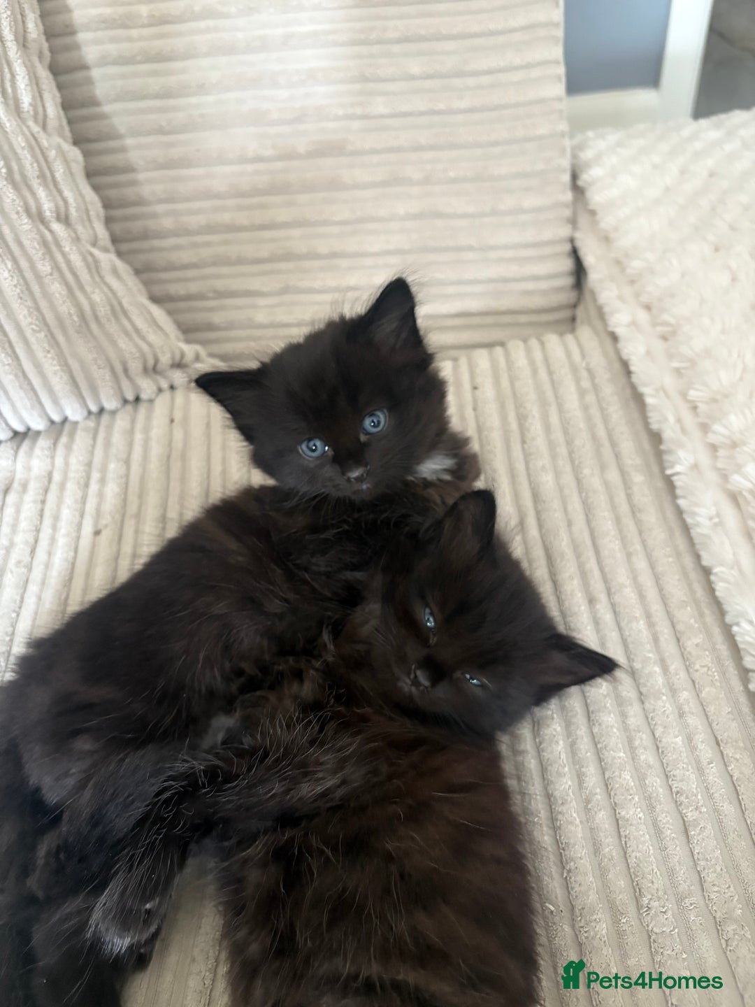 Turkish Angora cats for sale: 2 Beautiful Turkish Angora X Persian Kittens - Image 8