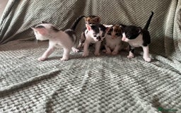Domestic Shorthair cats for sale: 3 beautiful calico domestic shorthairs  - Image 1