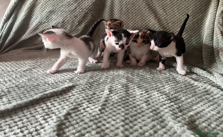 Domestic Shorthair cats - Advert 6