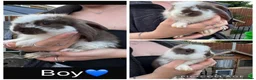 French Lop rabbits for sale: Pedigree French lop - Advert 8